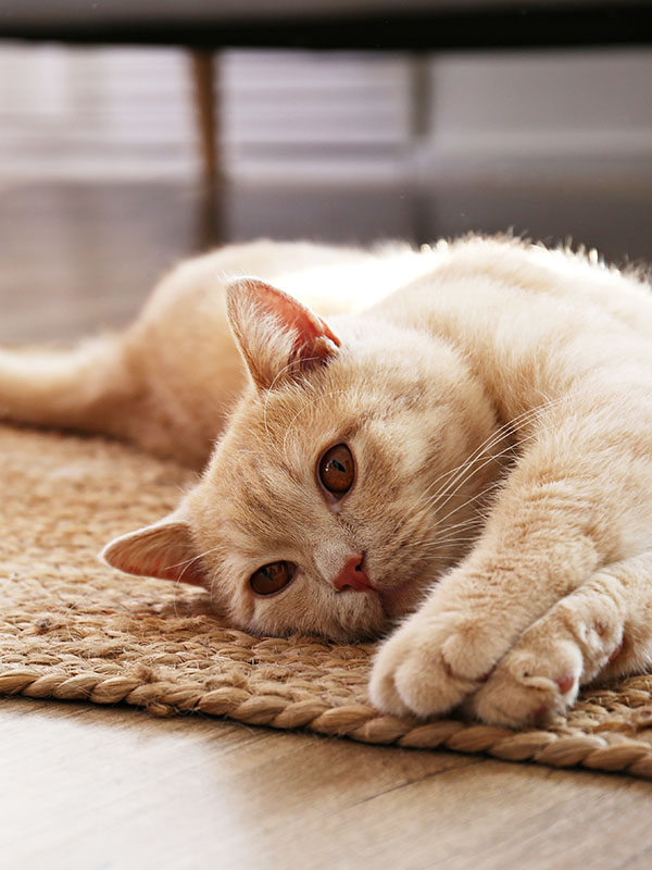 Katze liegt auf Teppich